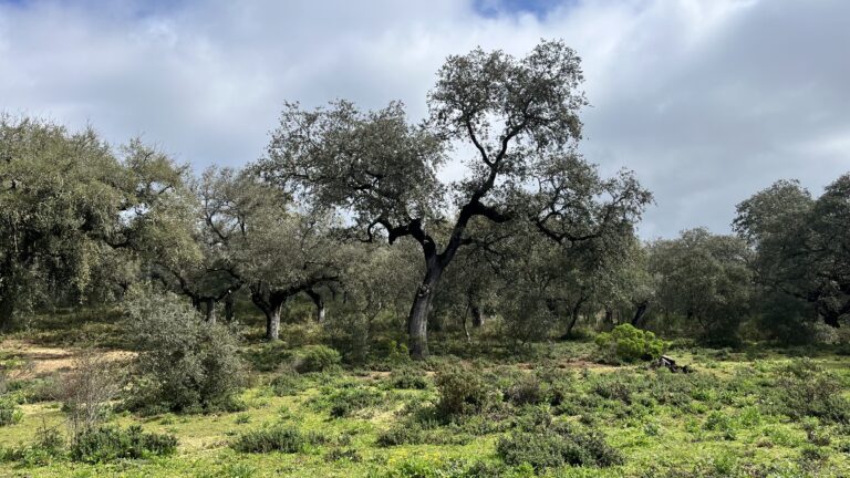 La dehesa, une mosaïque d’espaces naturels
